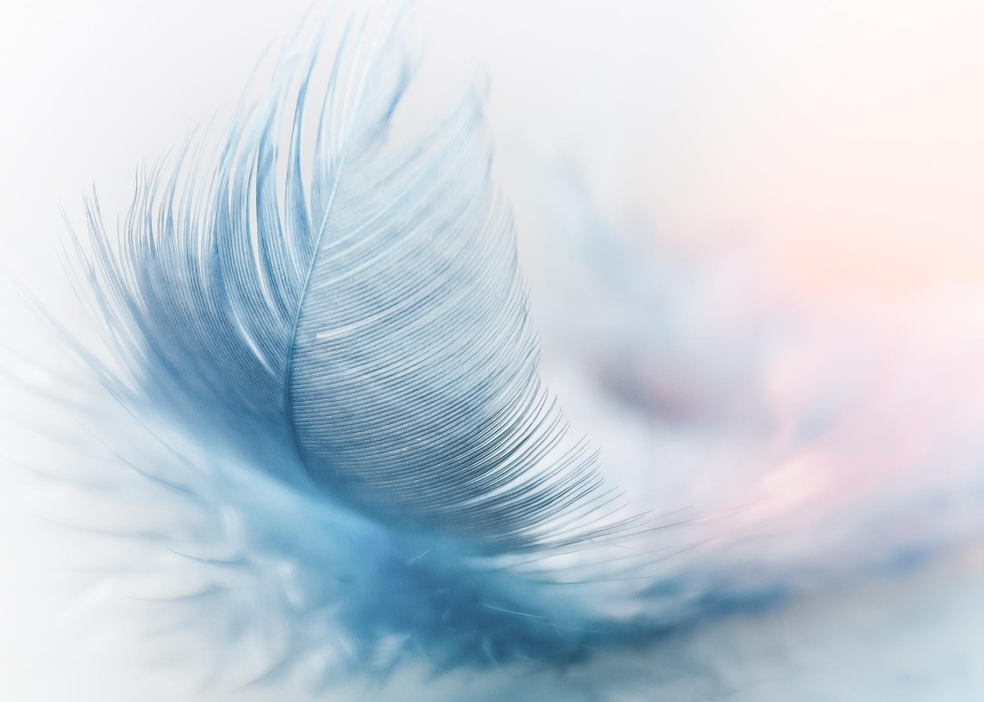 Feather 3010848